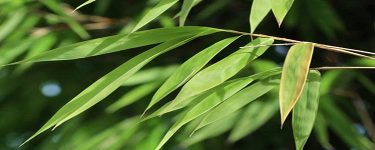 Bamboo Leaf.png